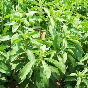 stevia stevia