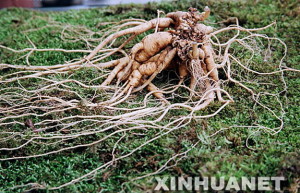300-years-ginseng-sold-for-400k This 300 year old ginseng root sold for $400,000