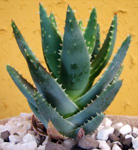 aleo_vera1 Aloe vera