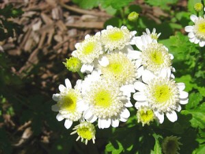 feverfew Feverfew