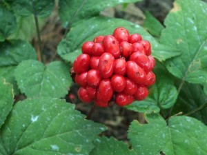 ginseng-flower The leaves and berries of ginseng plant