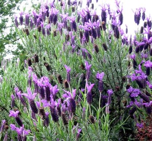 lavender-bush Lavender