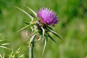 milk_thistle milk_thistle