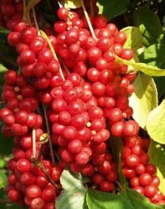 schizandra-chinensis-schizandra-cinska1 Schizandra