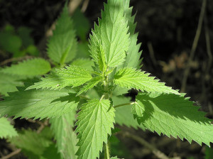 stinging-nettle Stinging nettle