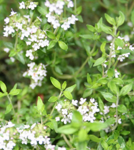 thyme2 Thyme