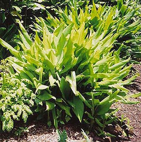 turmeric-plant Turmeric plant