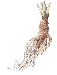 herbs_chinese_angelica The root of the dang gui plant
