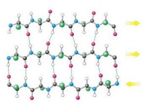 betasheet2 The molecular structure of protein