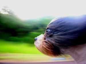 movement-blur-12 This is the type of movement that touches a dog's soul