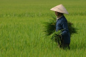 rice_farmer Vietnamese rice farmer